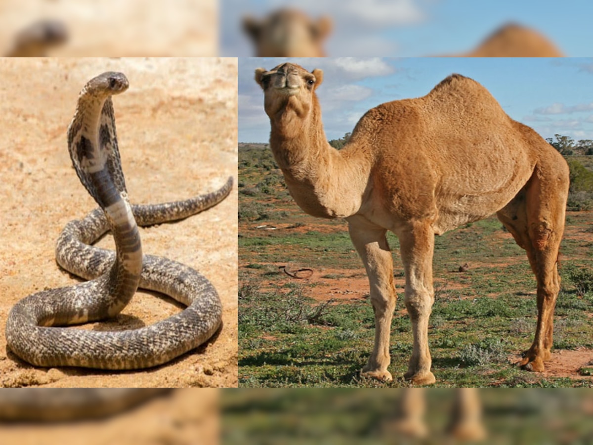 Camel Eats Snake: घास-फूंस खाने वाले ऊंट के मुंह में आखिर क्यों डाला जाता है किंग कोबरा? जानें Secret