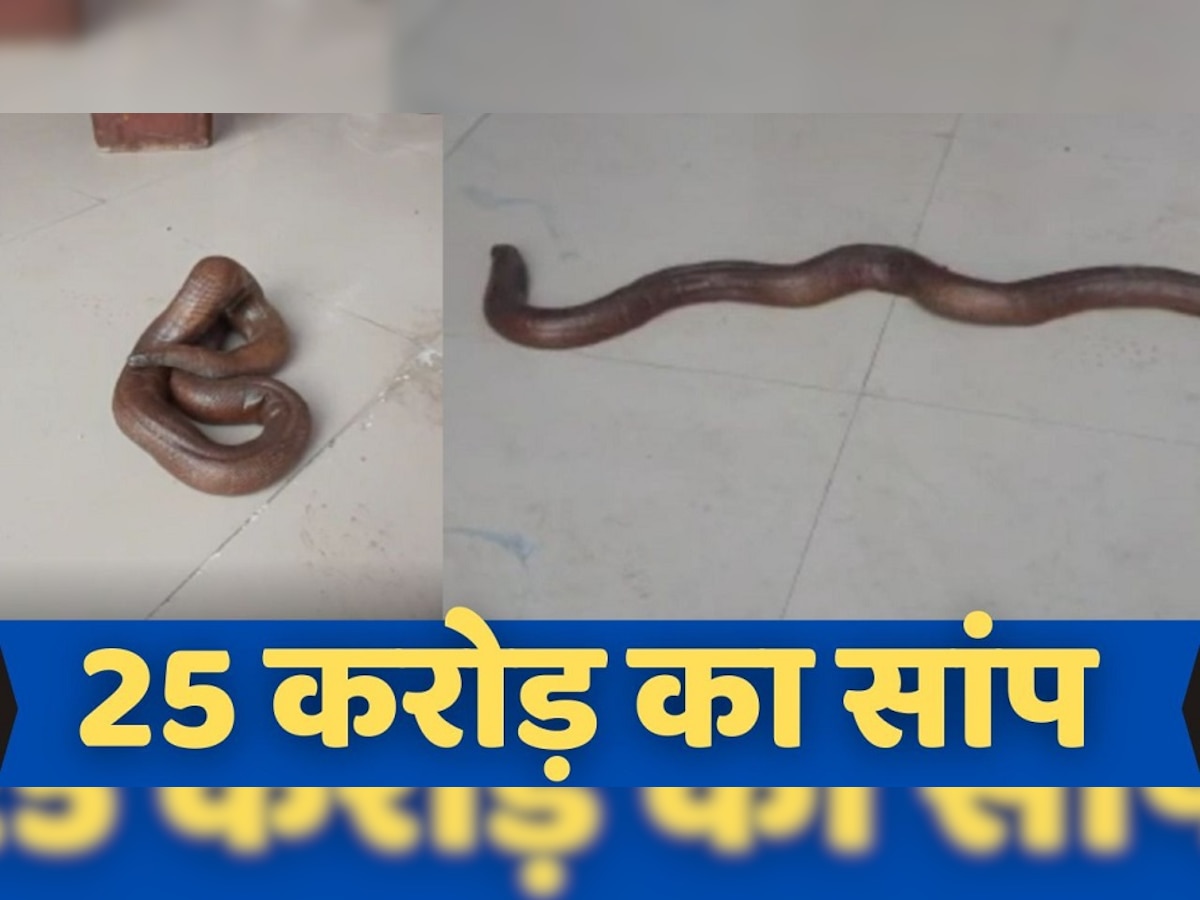Red Sand Boa Snake: बिहार के बेगूसराय में मिला 25 करोड़ रुपये का सांप, देखकर उड़े होश