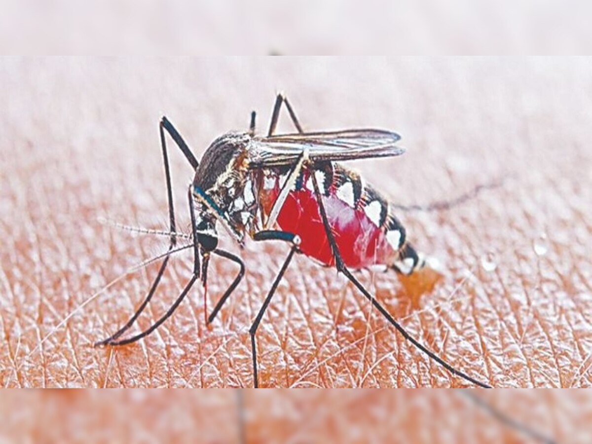Dengue In Patna: पटना में नहीं थम रहा डेंगू का डंक, हर इलाके से मिल रहे मरीज