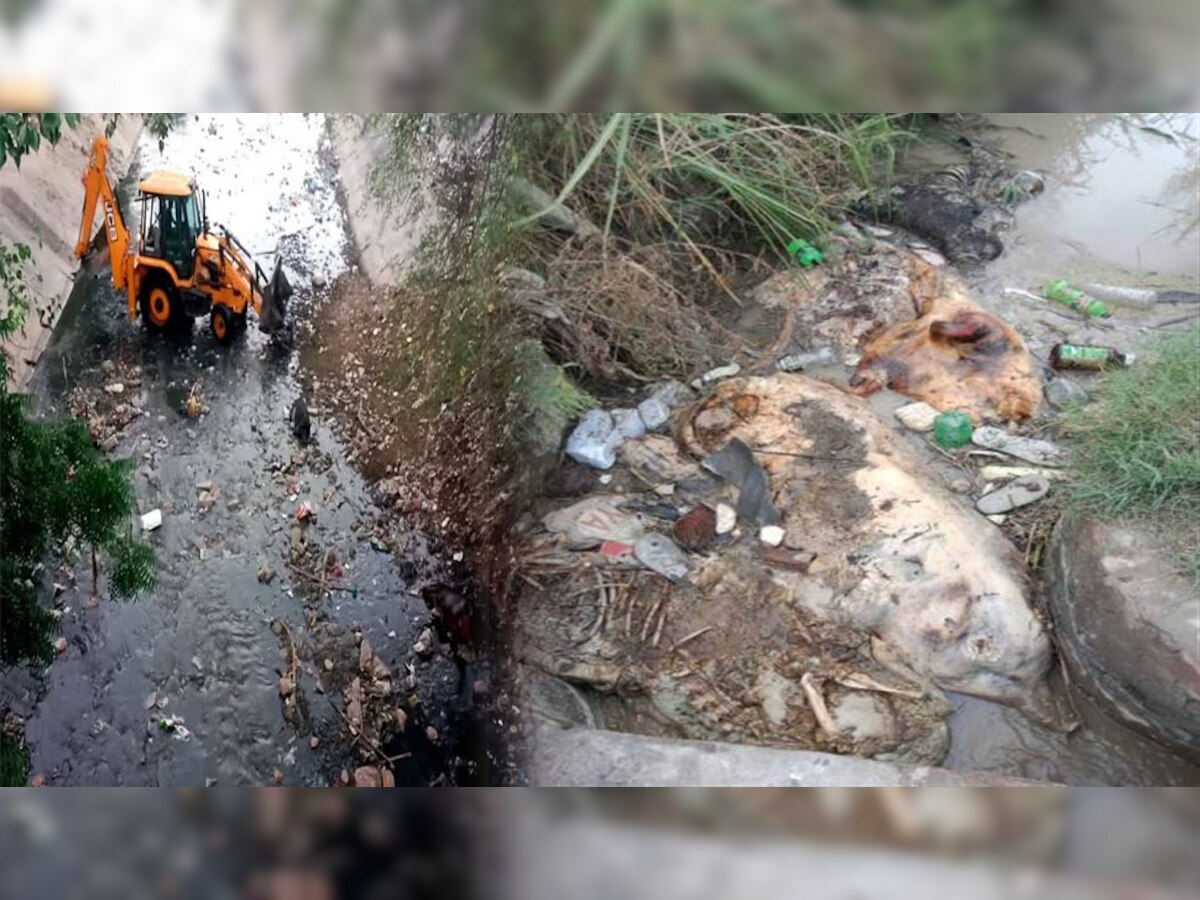 जयपुर में अफ्रीकन स्वाइन फीवर का खतरा.