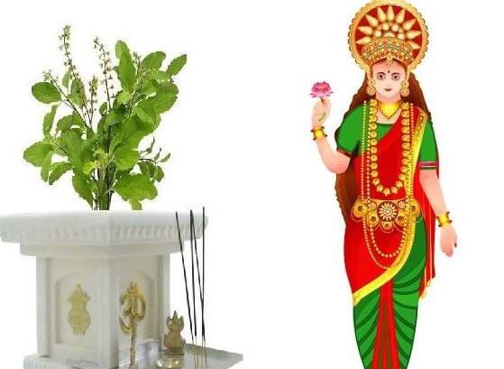 kartik tulsi care importance of tulsi mata puja if the plant is at home ...