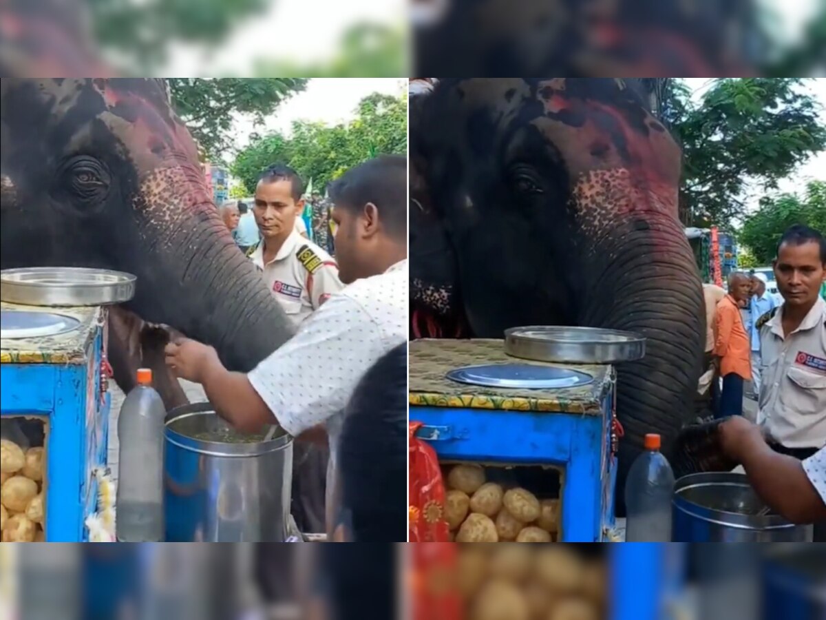 Shocking: हाथी को लगी भूख तो सड़क किनारे खाए गोलगप्पे, Video देखकर भी नहीं हो रहा किसी को यकीन