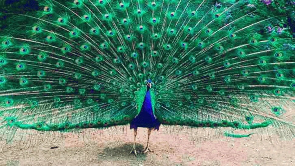 Seeing Peacock Good Luck zee news hindi mor pankh astrology Peacock