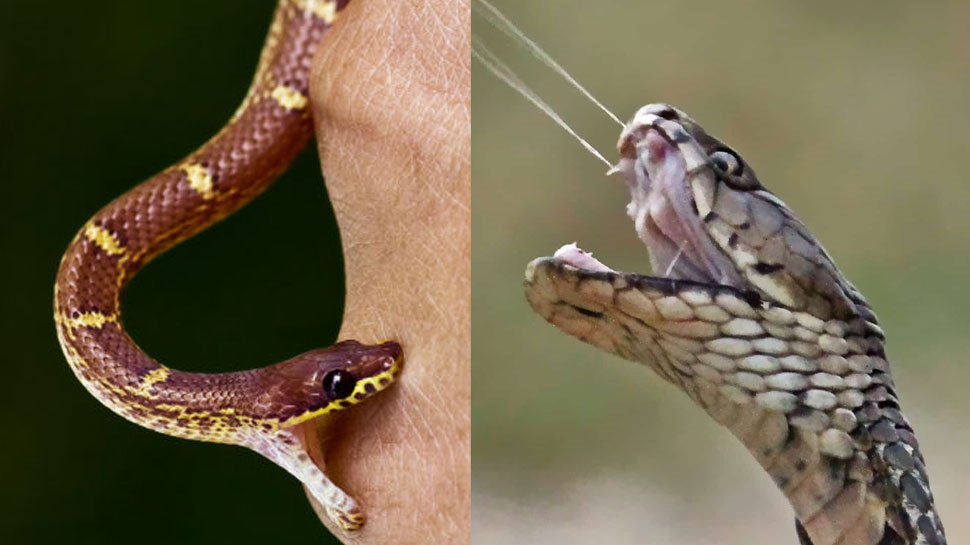 What To Do If You Are Bitten By a Snake First Aid Prevention and Treatment Cure precaution