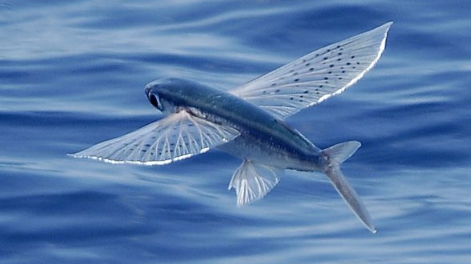 Exocoetidae This fish is not only the queen of water but also of air