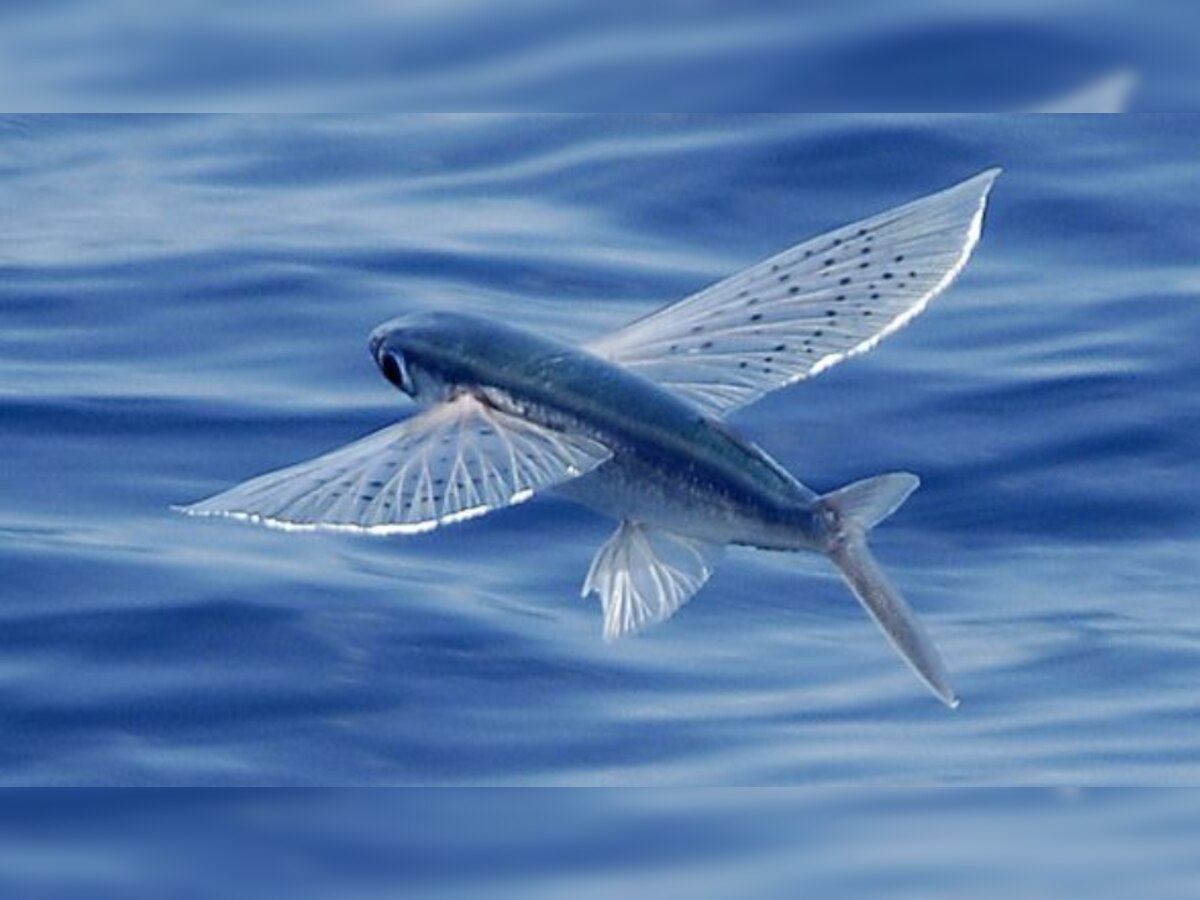 ना सिर्फ जल, बल्कि हवा की भी रानी है यह मछली, 70km प्रति घंटा है स्पीड, देखिए VIDEO