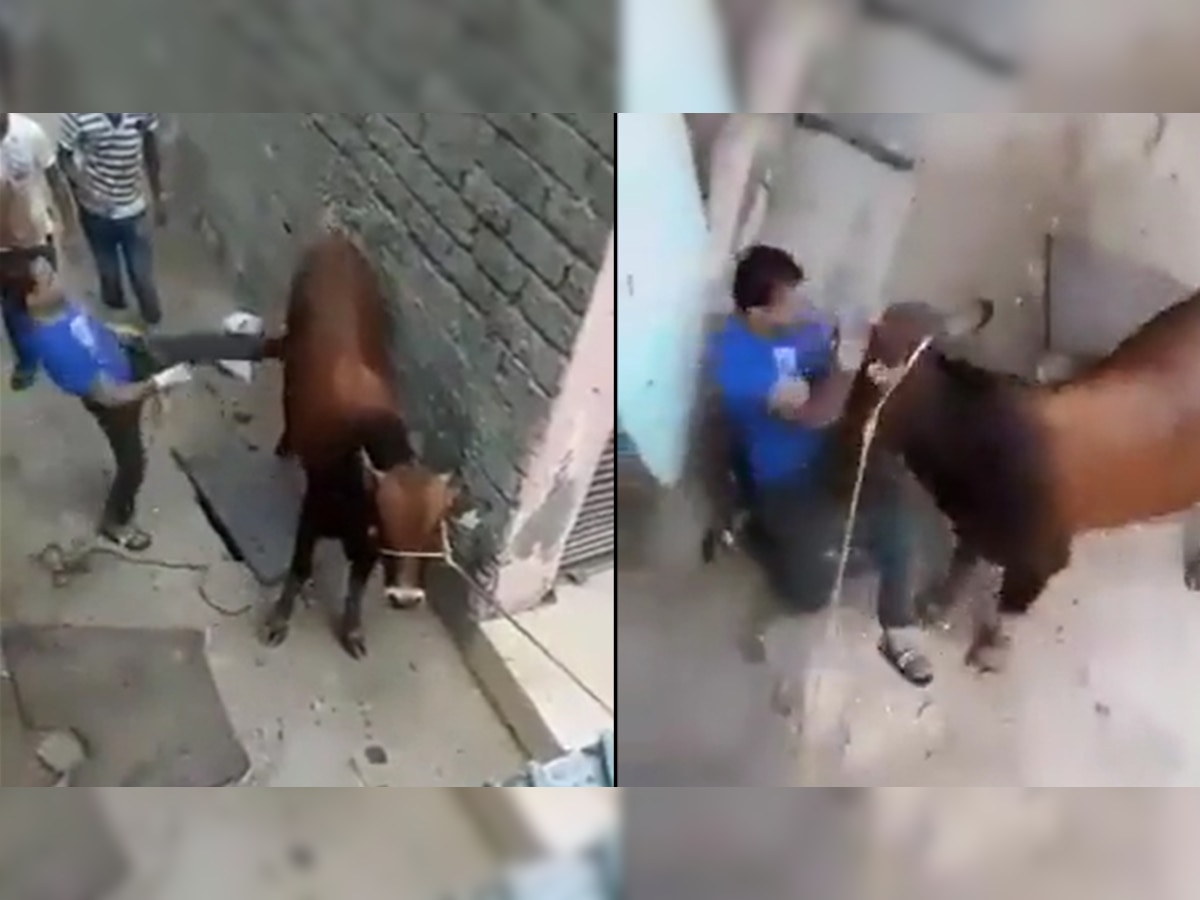 Viral Video: गाय को मारी लात, पूंछ पकड़कर घुमाया; इसके बाद जो हुआ उसे देखकर खड़े हो जाएंगे आपके रोंगटे