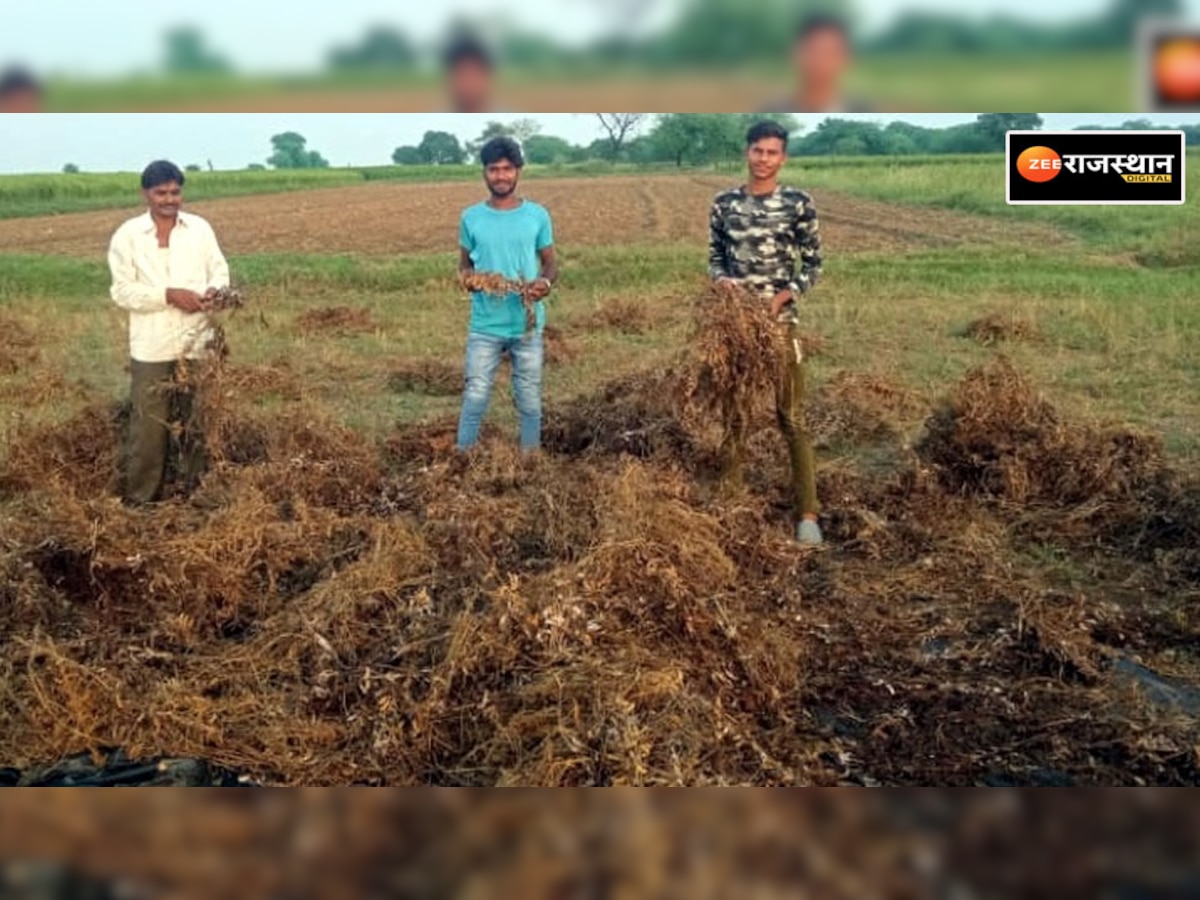Sangod: खराब फसलों से चिंतित किसानों को अब सरकार से राहत की उम्मीद, दीपावली हुई फीकी