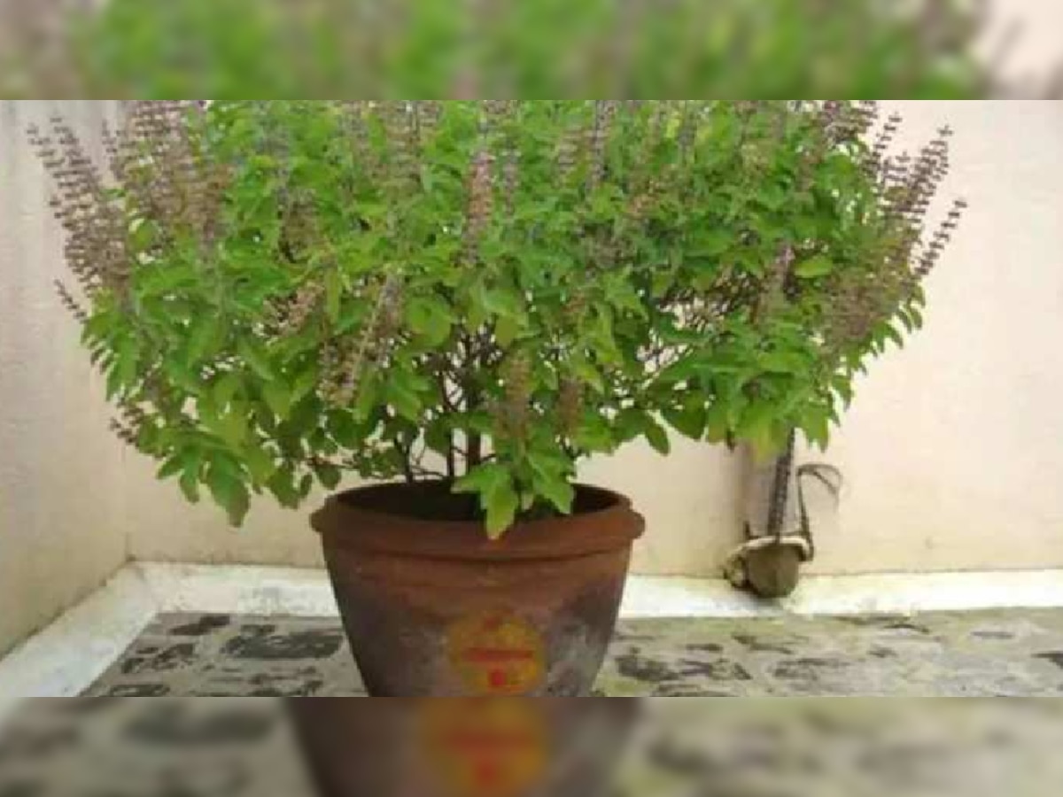 Tulsi Pooja: तुलसी पूजा में भूलकर भी न करें ये गलती, वरना हो सकते हैं तबाह