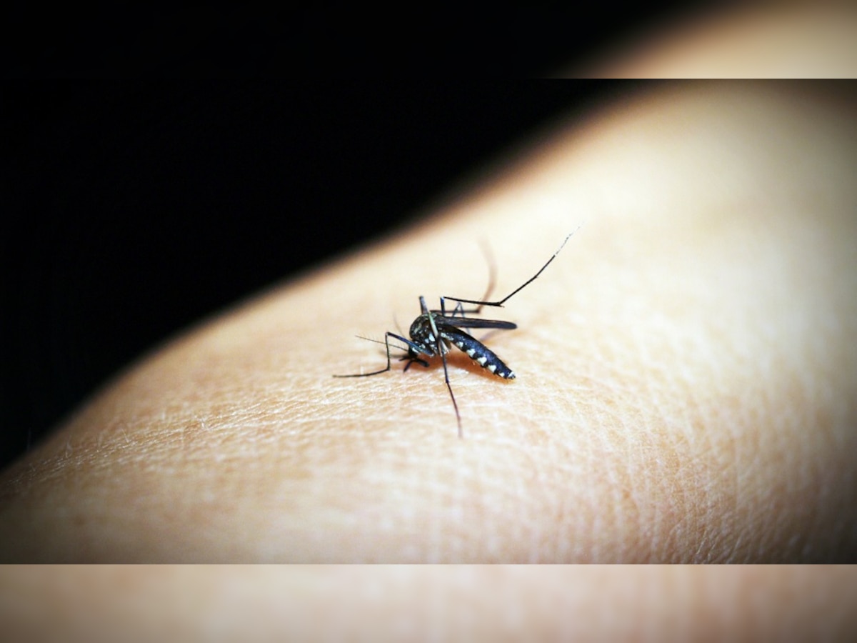 झारखंड में मंडरा रहा डेंगू और चिकनगुनिया का खतरा, रिम्स में आज डेंगू के 13 मरीज हुए भर्ती