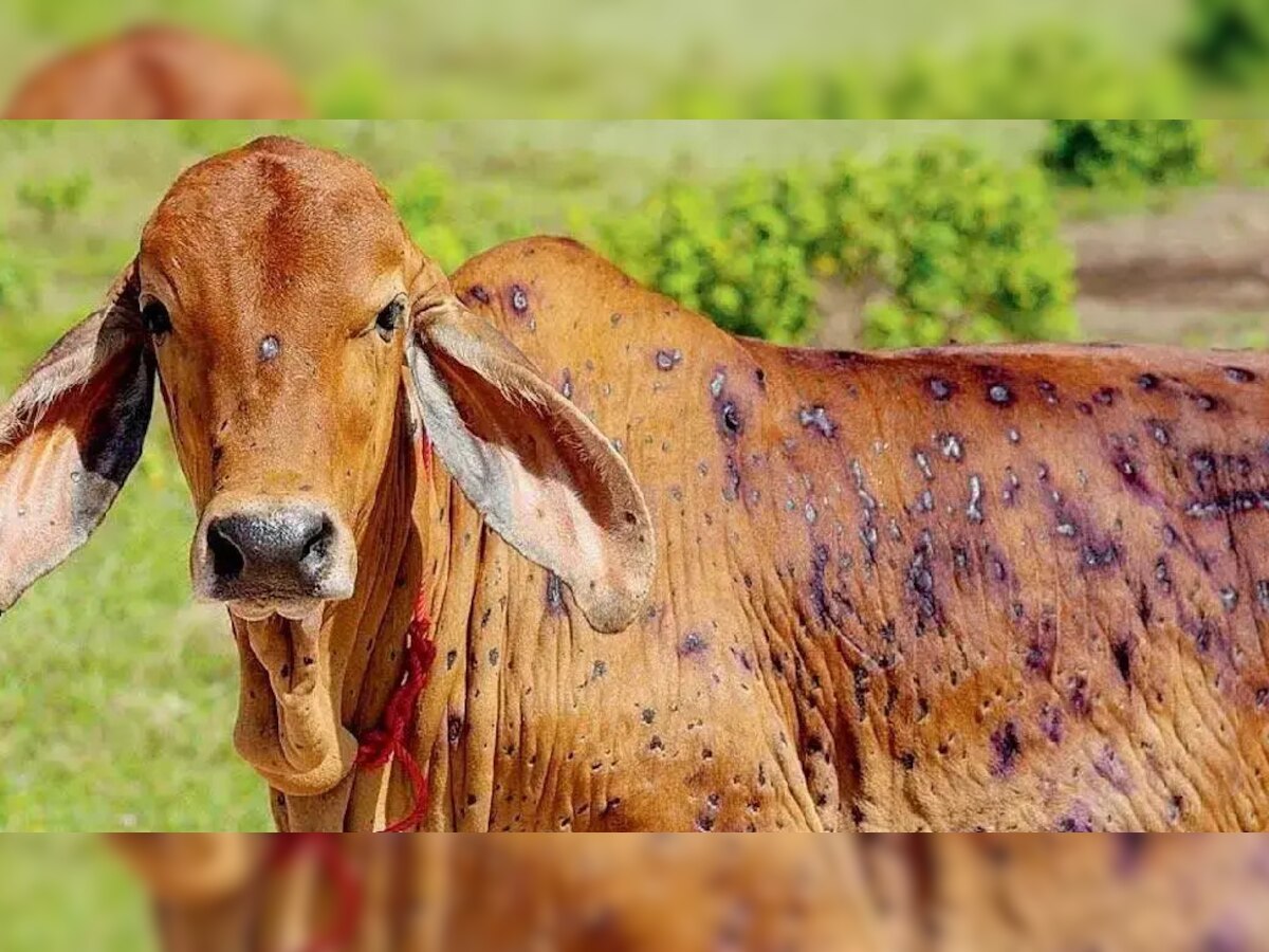  Lumpy Skin Disease: मध्य प्रदेश में लंपी वायरस का कहर, अब तक 336 पशुओं की मौत