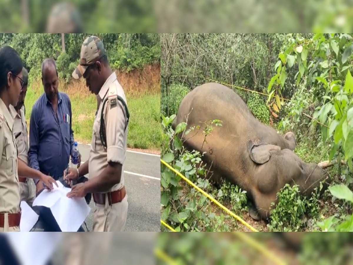 Balrampur News: झाड़ियों में मिला हाथी का शव, पीएम के बाद पता चलेगा मौत का असली कारण
