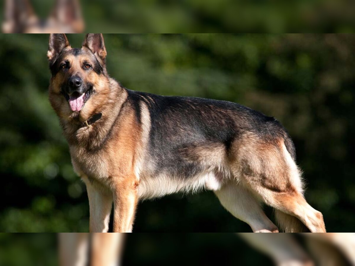 सतना में पालतू जर्मन शेफर्ड कुत्ते ने किया मालिक पर हमला, गंभीर हालत में अस्पताल में भर्ती