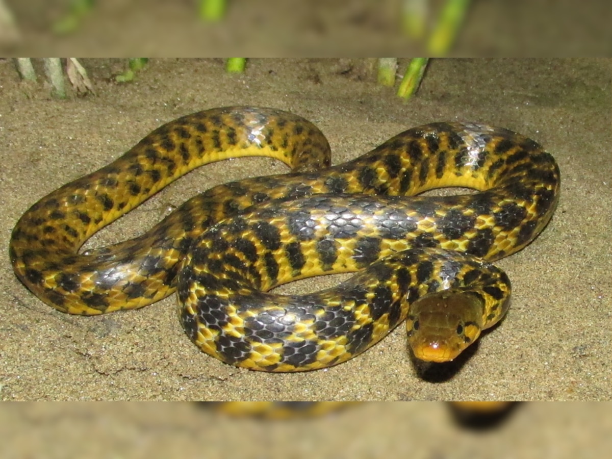 अमित शाह के घर निकला था 'Checkered Keelback Snake', जानें कितना खतरनाक होता है ये सांप