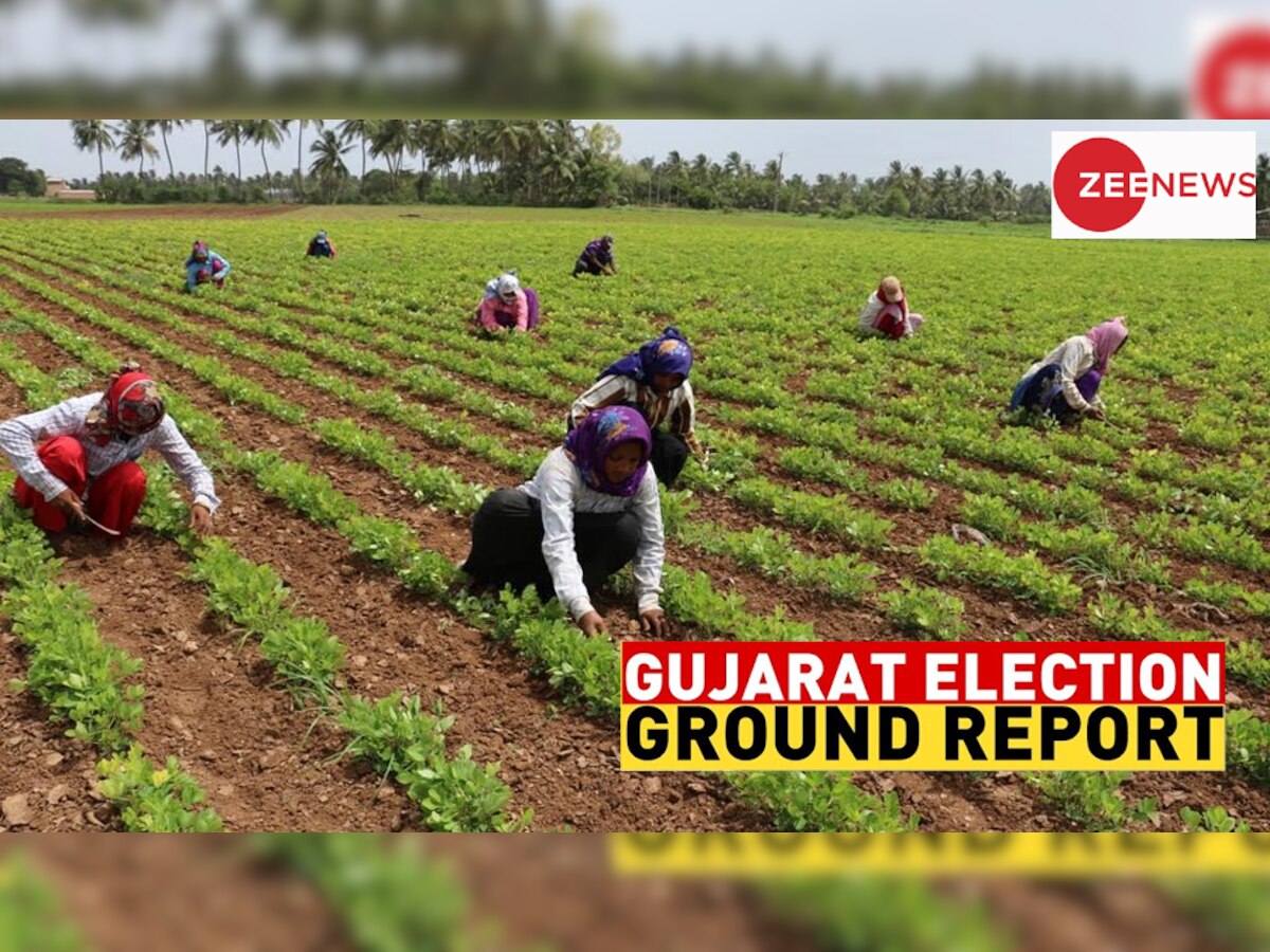 Gujarat Election: BJP, AAP या कांग्रेस? गुजरात में किस पार्टी को पसंद करते हैं किसान