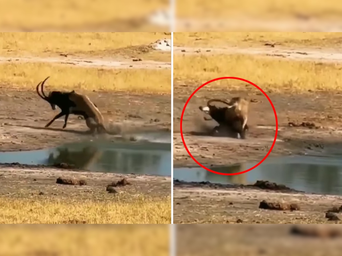 Video: शेरनी के जबड़े में फंस गया सिर, फिर मौत को चकमा देकर यूं बचा ली खुद की जान