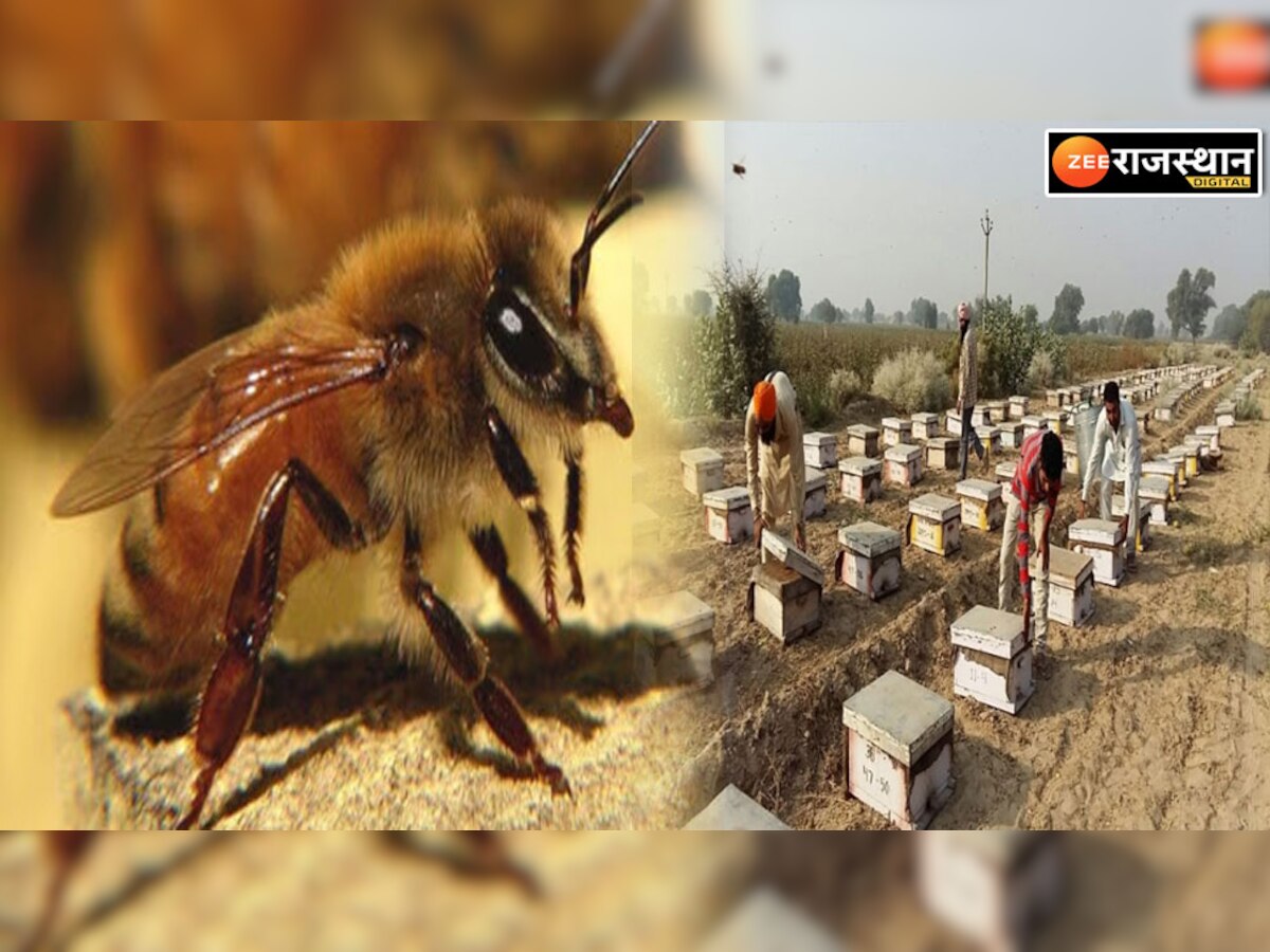 सूरतगढ़ में सरसों के साथ-साथ इटेलियन मक्खी के शहद का मिलेगा स्वाद 