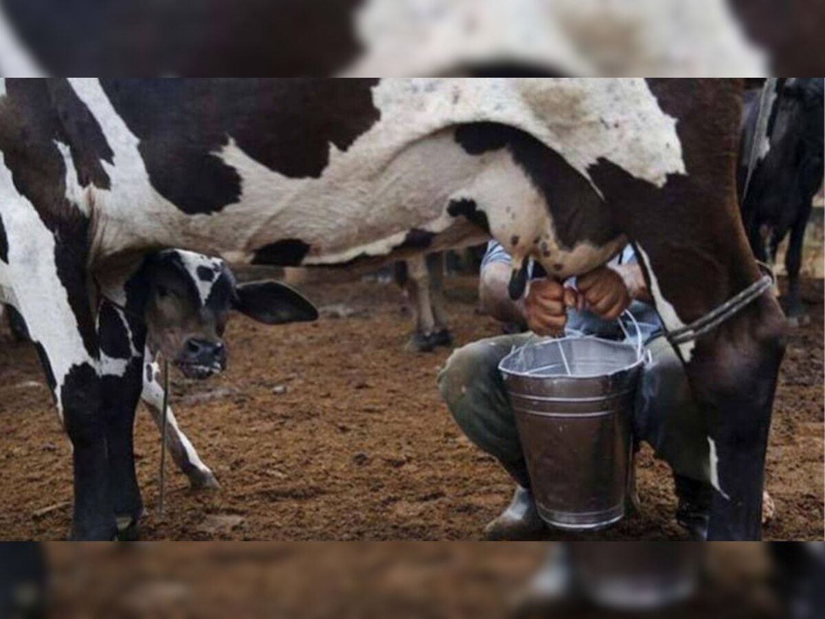 Lumpy Virus: लंपी वायरस से संक्रमित गाय का दूध पिएं या नहीं? क्या इंसानों को भी हो सकती है यह बीमारी