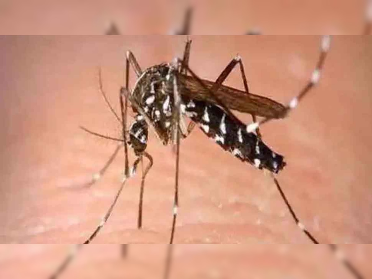 ग्वालियर में बढ़ रहे डेंगू के मरीज, एक बच्ची की हुई मौत, जानिए इसके लक्षण 