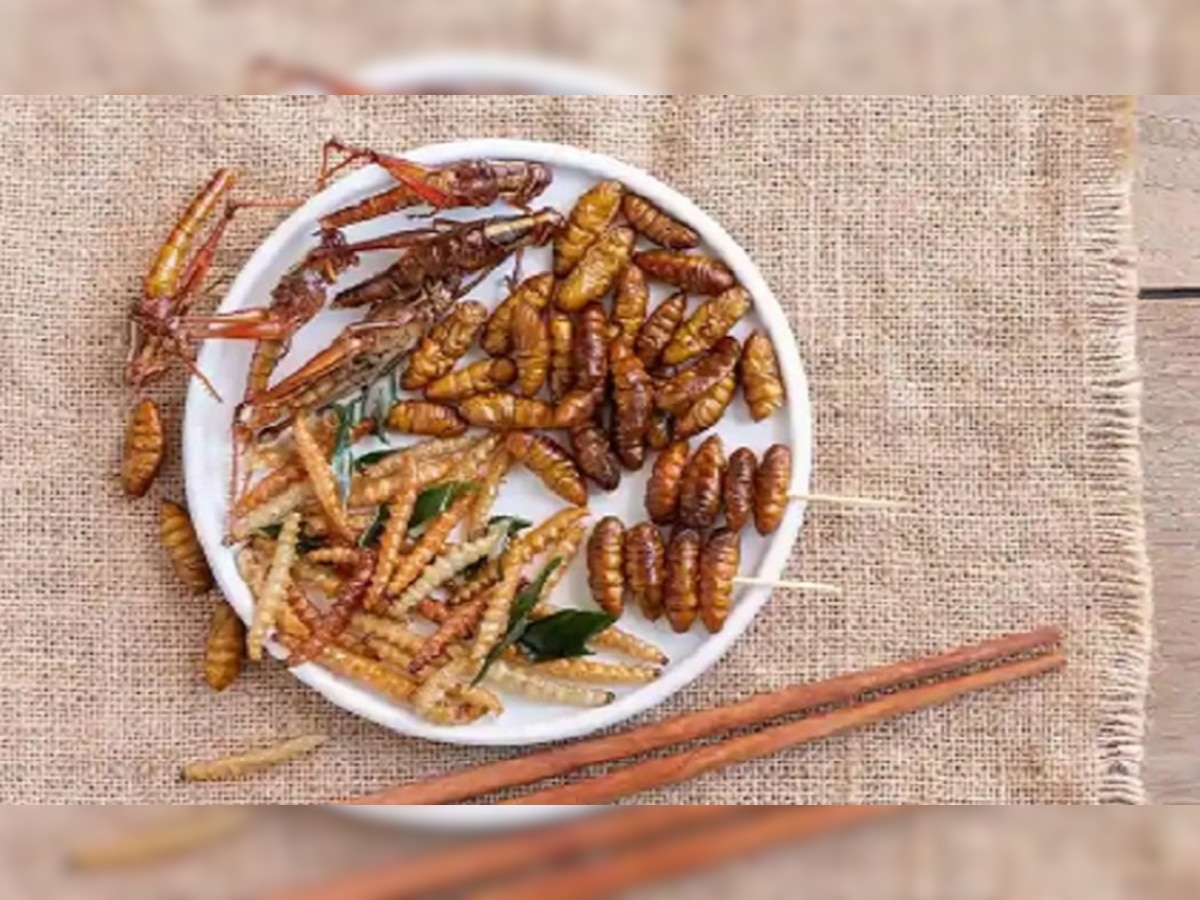 Insects as Food: इस देश में लोग अब खाना शुरू करेंगे कीड़े मकौड़े, सरकार बना रही नियम!