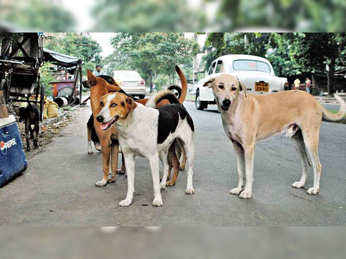 नोएडा: 7 महीने की मासूम को आवारा कुत्तों ने नोचा, इलाज के दौरान हुई मौत