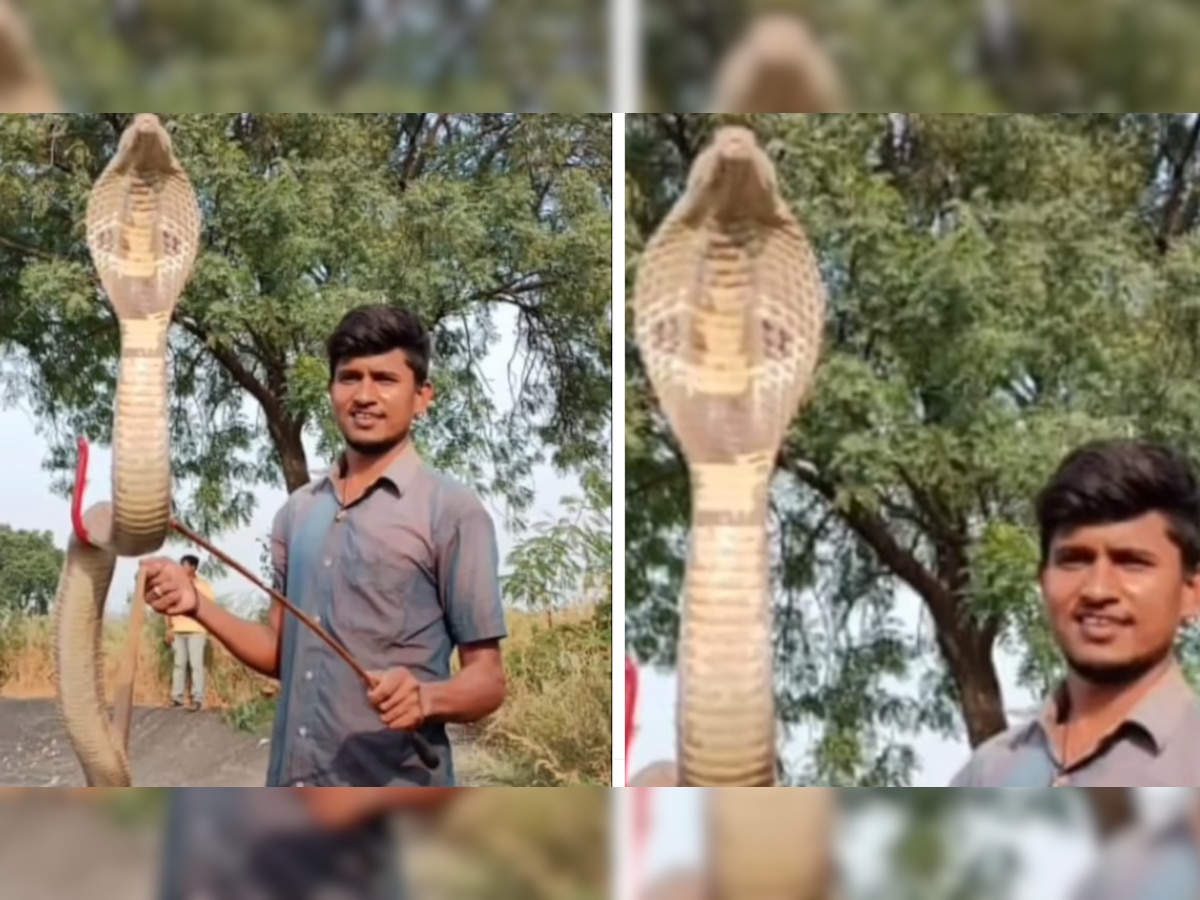 King Cobra को तालाब से निकालने के लिए शख्स ने लगाई जान की बाजी, आखिर में हुआ कुछ ऐसा