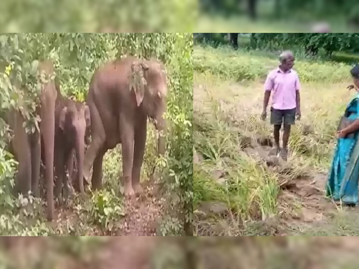 सिमडेगा में जंगली हाथियों ने 5 घर को किया क्षतिग्रस्त , फसलों को रौंद किया नुकसान