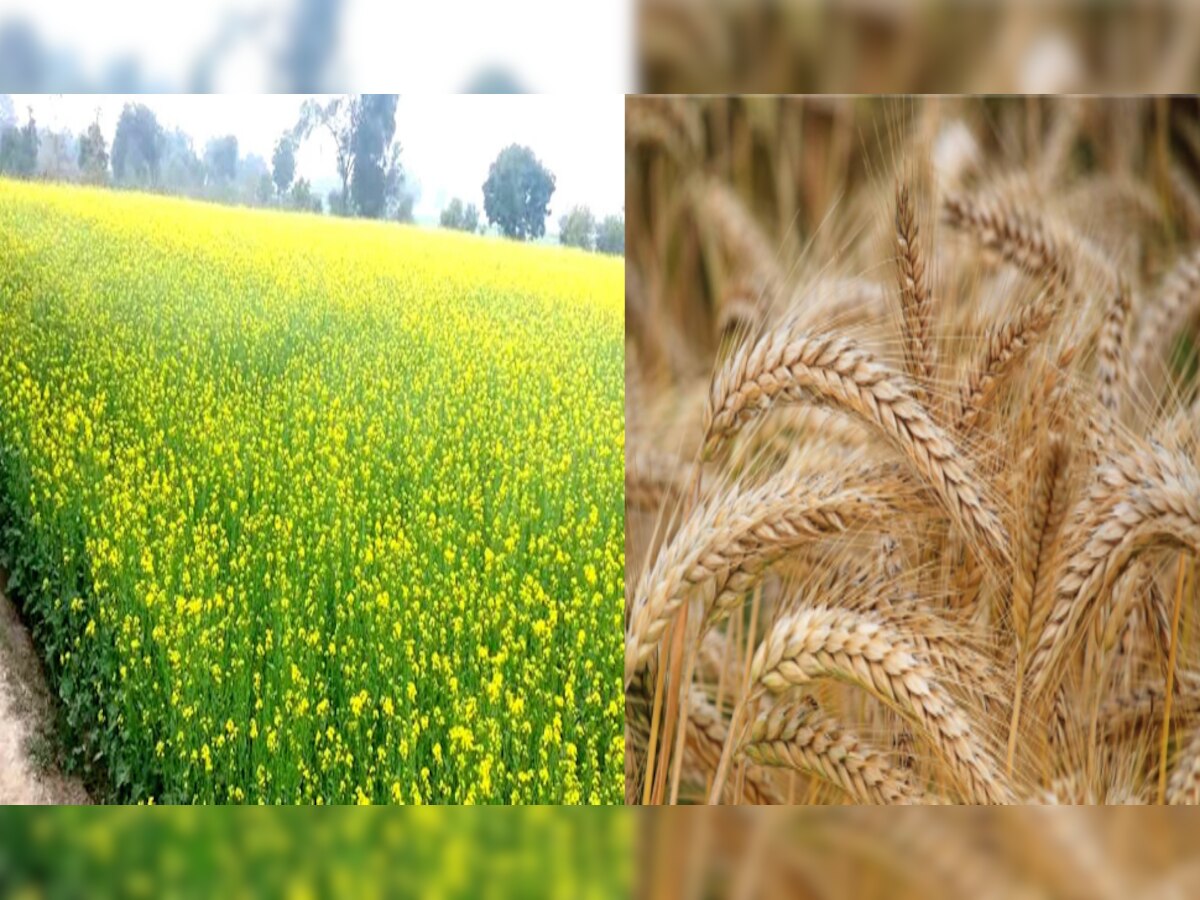 Rabi Crop MSP: केंद्र सरकार की ओर से दिवाली पर किसानों को तोहफा, 6 फसलों का न्यूनतम समर्थन मूल्य बढ़ाया गया