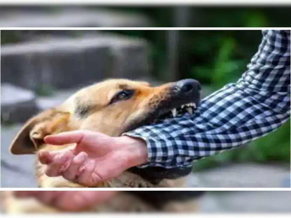 Dog Attack: थम नहीं रहे कुत्तों के हमले, सर्वे में 61 फीसदी लोगों ने माना उनके इलाके में डॉग अटैक सामान्य बात 