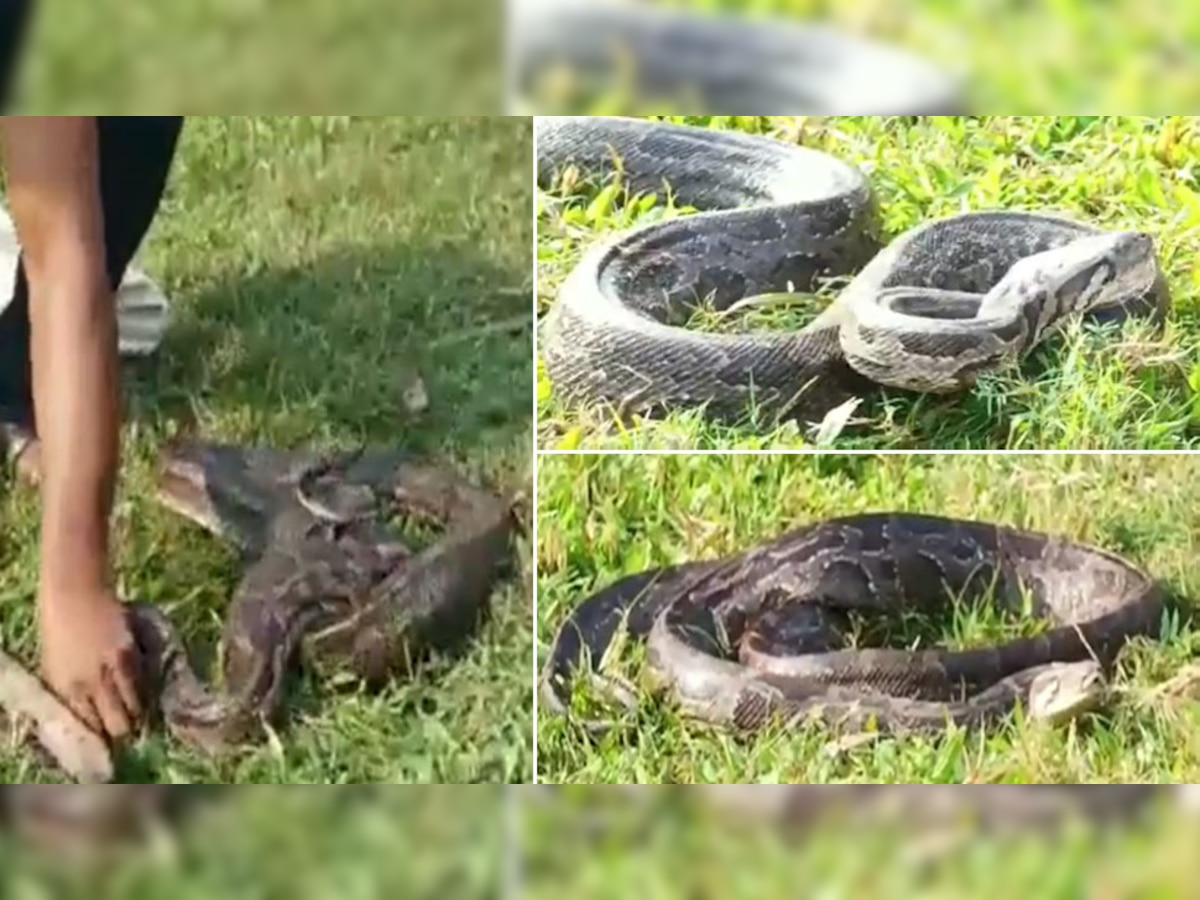 Snakes: कभी नहीं देखा होगा 9 फीट लंबा अजगर, वायरल Video ने लोगों को थर-थर कांपने पर किया मजबूर!