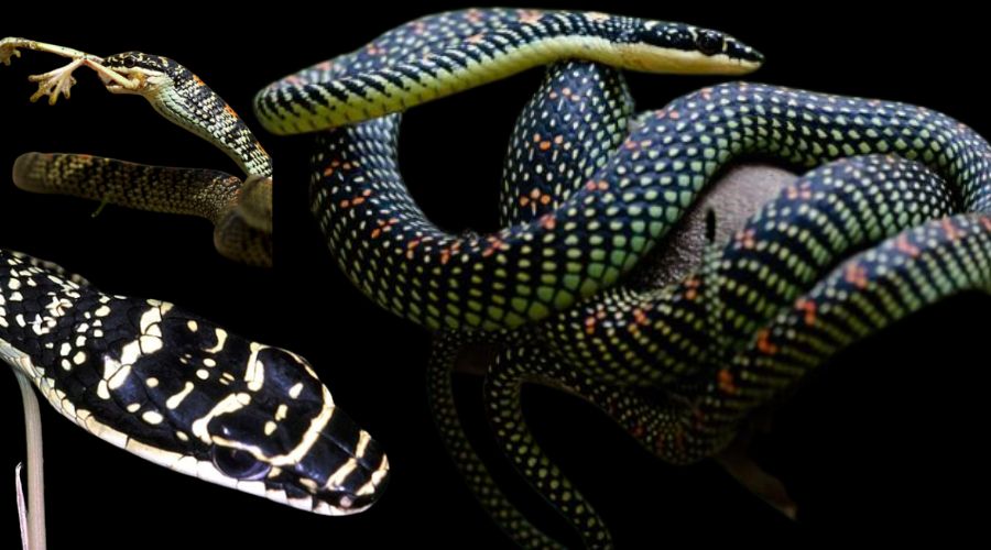 Flying Snakes: दुनिया के दुर्दांत उड़ने वाले सांप, भारत के नजदीकी देशों में है इनकी भरमार