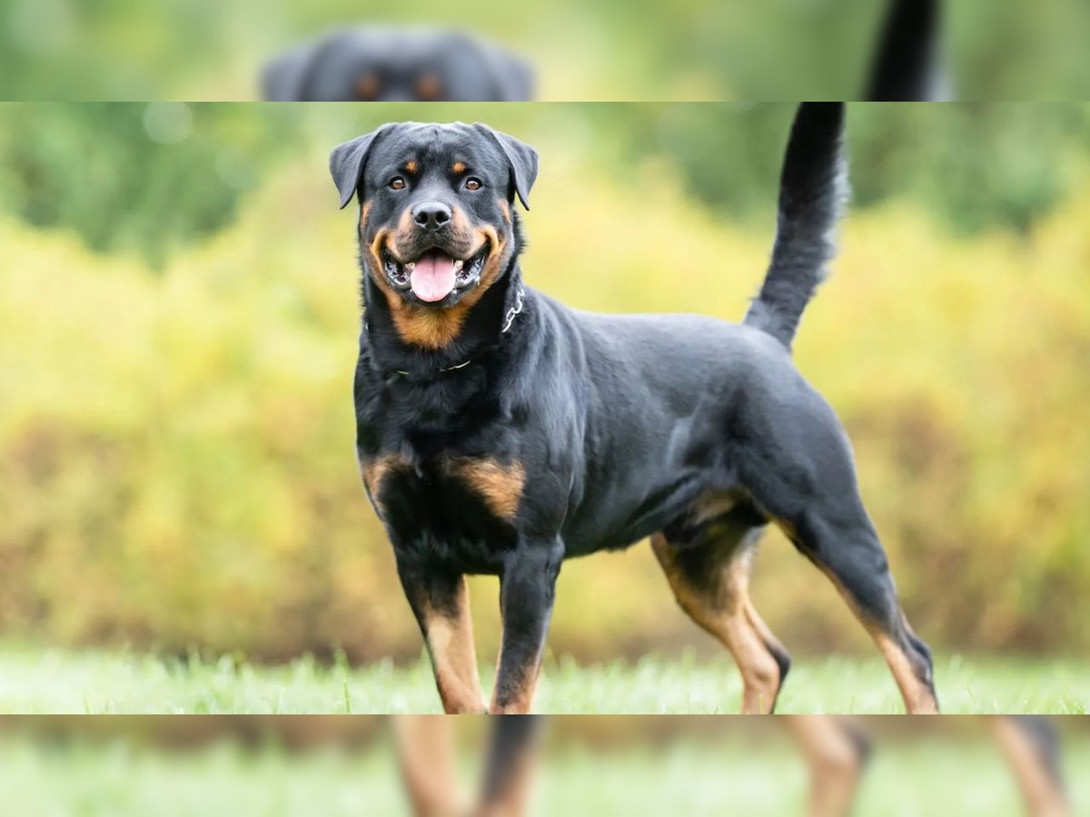 most Dangerous Dogs in the world Pit Bull Boxer German Shepherd dogs