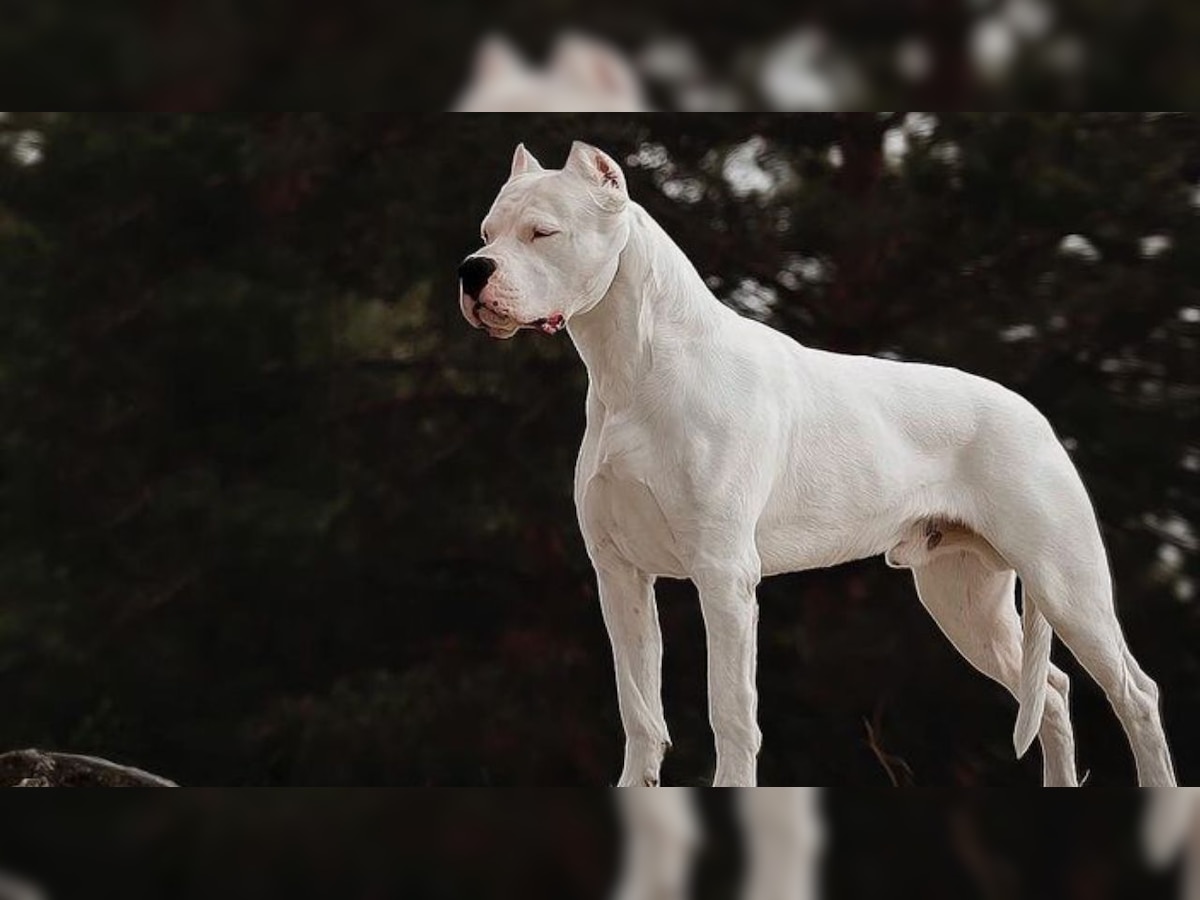 most Dangerous Dogs in the world Pit Bull Boxer German Shepherd dogs