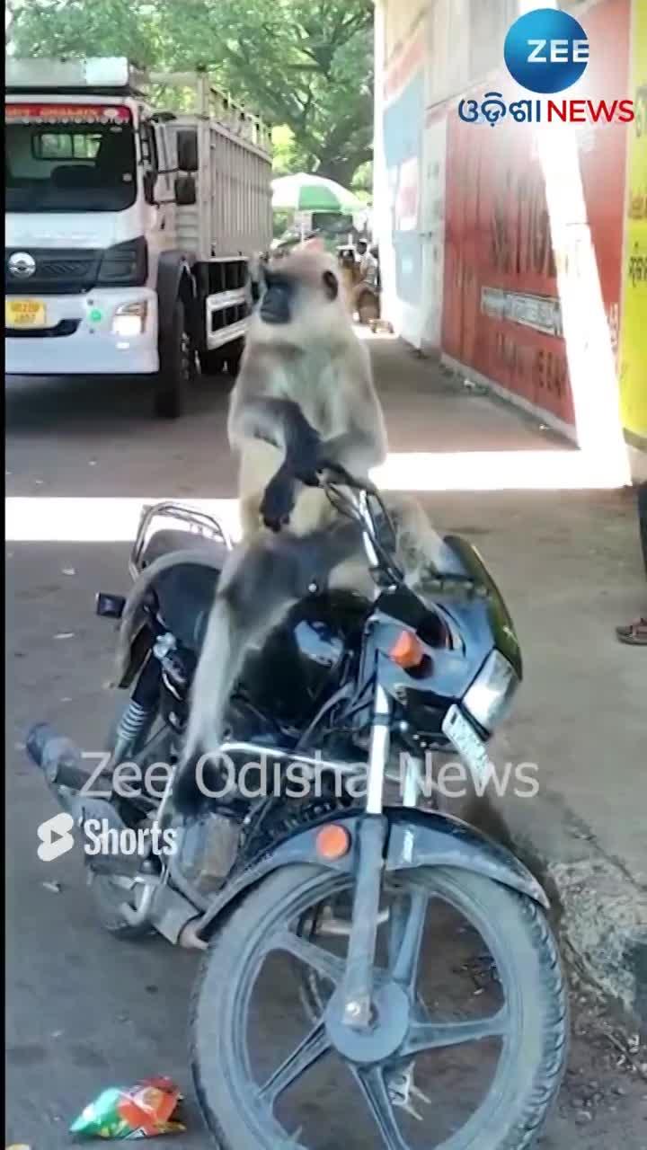 Monkey Riding Bike Video Goes Viral On Internet | ଆଜି ମୁଁ ଗାଡି ଚଲେଇବି ...