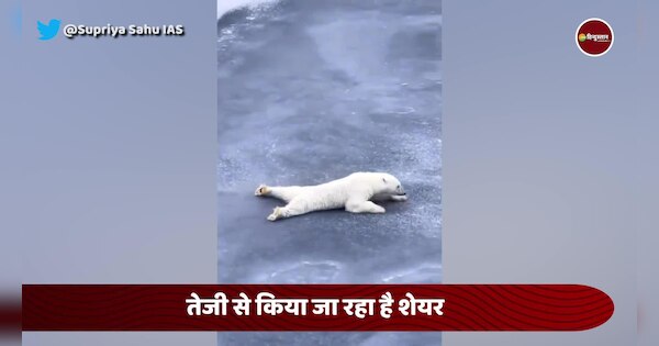 Polar Bear Slides On Ice Sheet To Avoid Breaking It | इस जानवर ने बर्फ ...