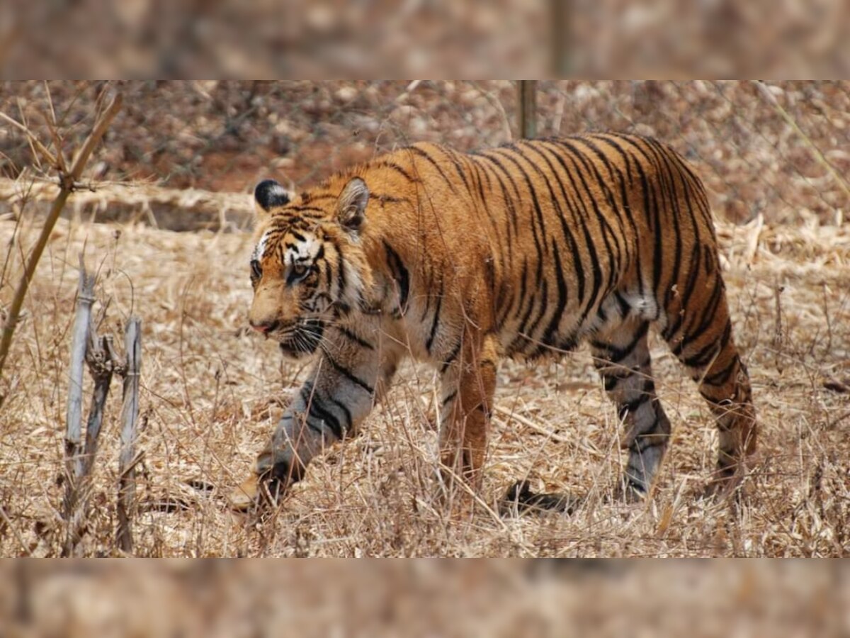 बिना बाघ का मुकुंदरा टाइगर रिजर्व, 7 में से 1 बाघिन बची वो भी मुकंदरा से दूर