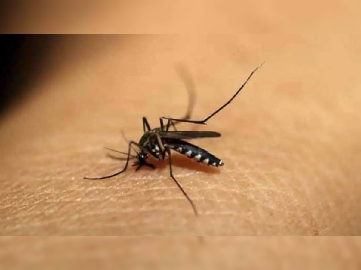 MP में तेजी से पैर पसार रहा डेंगू, भोपाल सहित इन दो जिलों में सबसे ज्यादा मरीज 