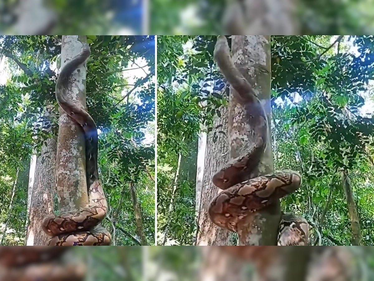 Dangerous Snake: क्या आपने देखा अजगर का पेड़ पर चढ़ने का यह Trick? देखकर खौफ में आ गए हजारों लोग