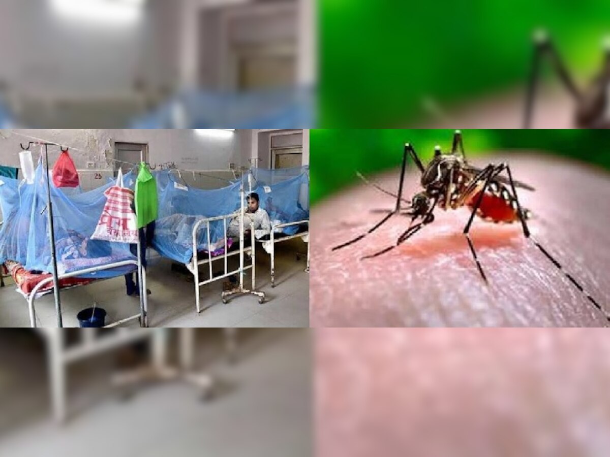 Dengue In Bihar : पटना में नहीं थम रहा डेंगू संक्रमितों का आंकड़ा, इन जिलों में मिले नये 451 डेंगू मरीज