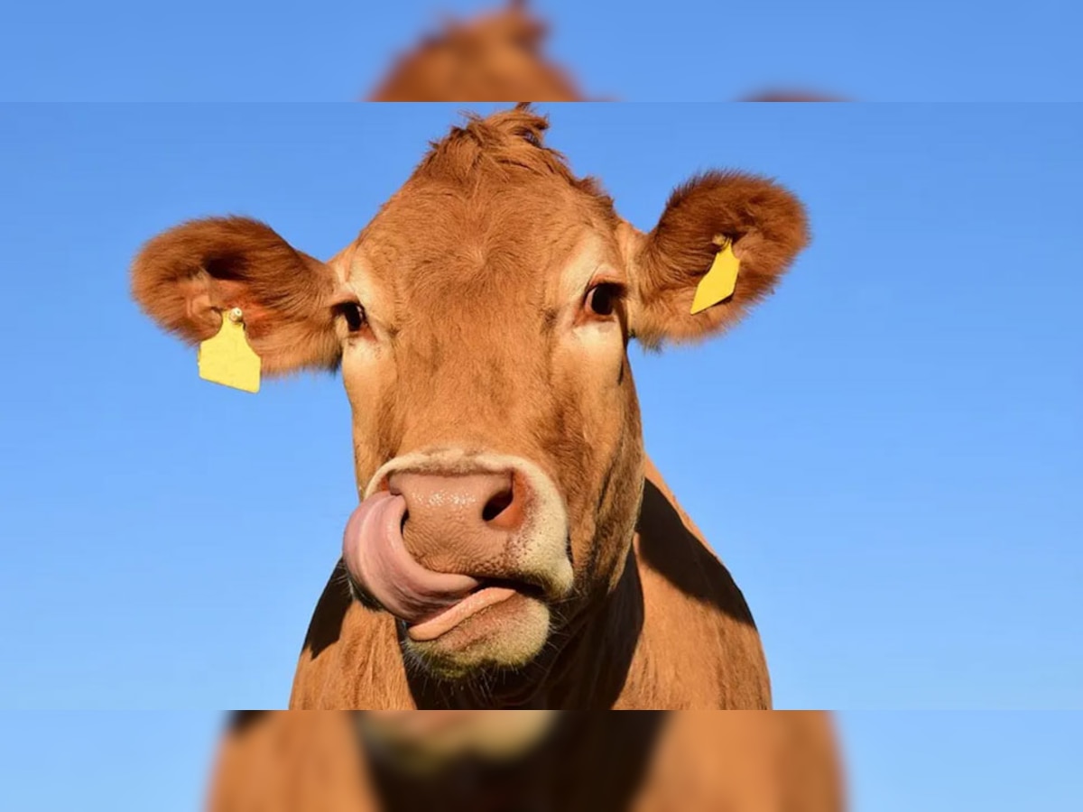 Tax on Cow Burps: इस देश में गाय ने ली डकार तो देना पड़ेगा Tax, भड़के किसानों ने अब दी ये चेतावनी
