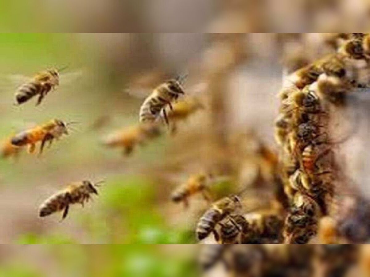 Swarm of Bees: पूछताछ करने पहुंचे पुलिस अधिकारी, महिला ने दरवाजे पर छोड़ा मधुमक्खियों का झुंड