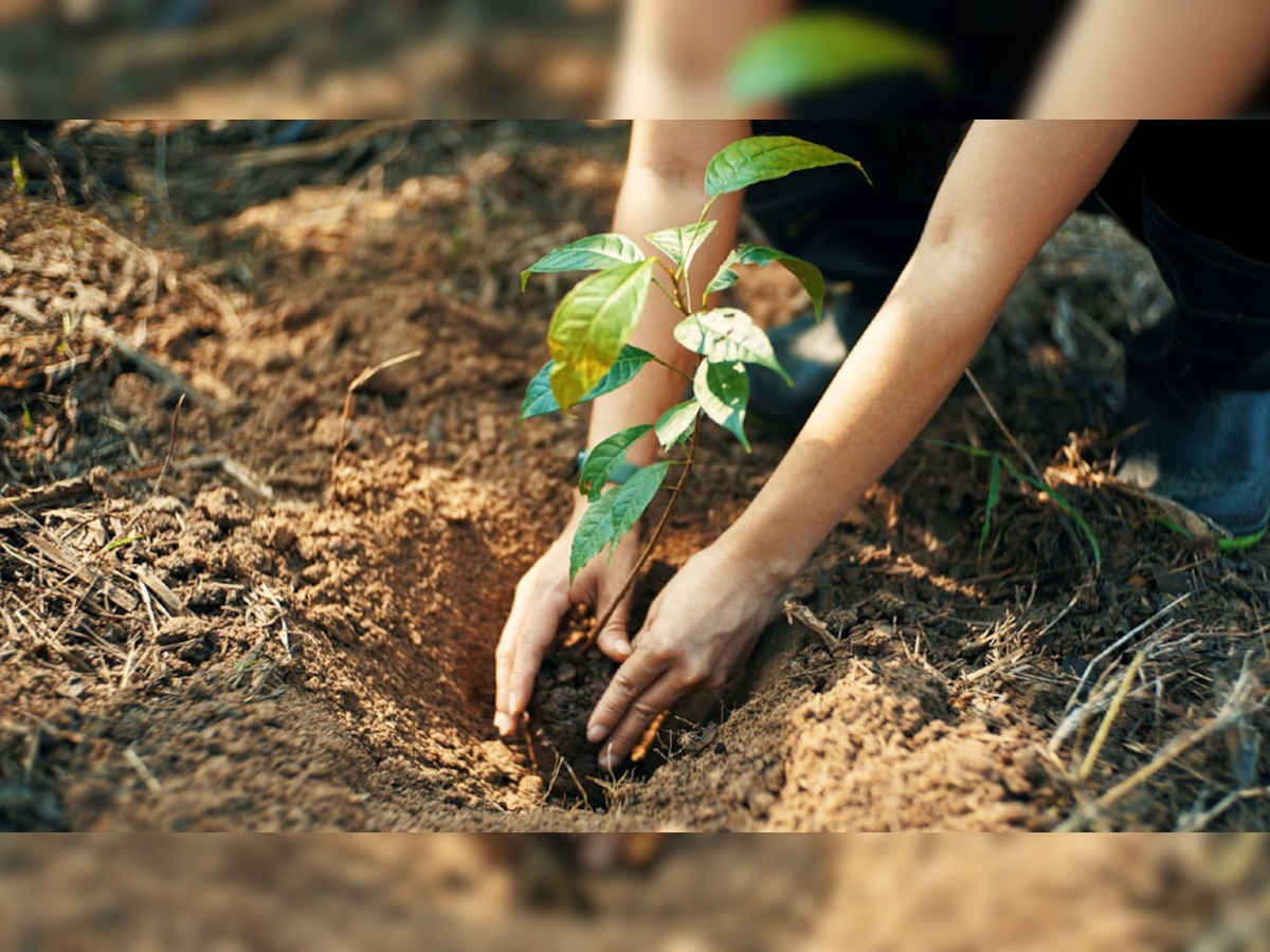 Benefits of Planting Trees: घर के आसपास ये 8 पेड़ लगाने वाले कभी नहीं जाते नरक, भविष्यपुराण में भगवान श्रीकृष्ण ने बताया है उपाय