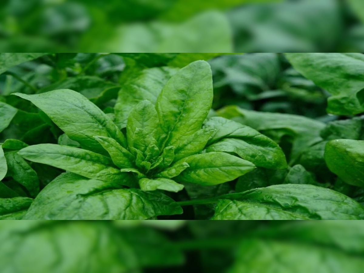 Spinach Benefits Benefits of Spinach in Winter Season Health Tips