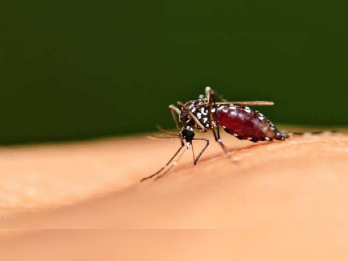 Dengue In Patna : पटना में बदलते मौसम के साथ डेंगू का कहर जारी, 24 घंटे में 674 नये मरीज, एक की मौत