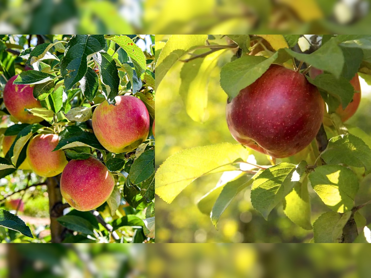 National Apple Day 2022: कैंसर और मधुमेह में बेहद लाभकारी है सेब, 'नेशनल एप्पल डे' क्यों है खास?