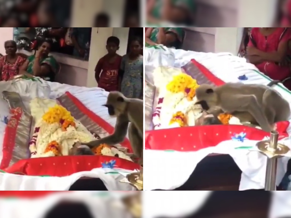 Viral Video: रोज खाना खिलाने वाले शख्स के अंतिम संस्कार पर पहुंच गया लंगूर, दंग रह गया परिवार और फिर