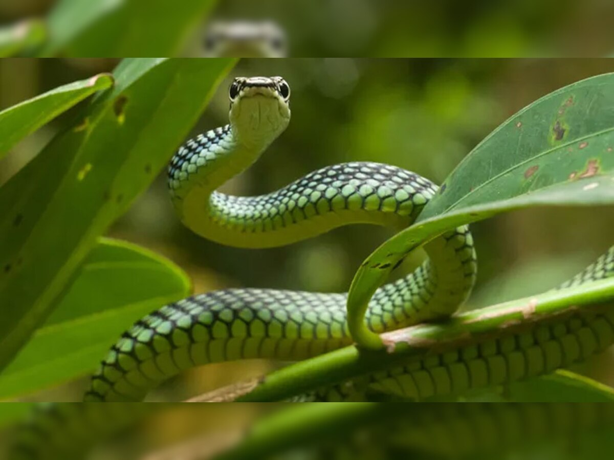 Snakes: हवा में उड़ सकता है ये सांप! इंसानों को देखकर घबरा जाता है और फिर...