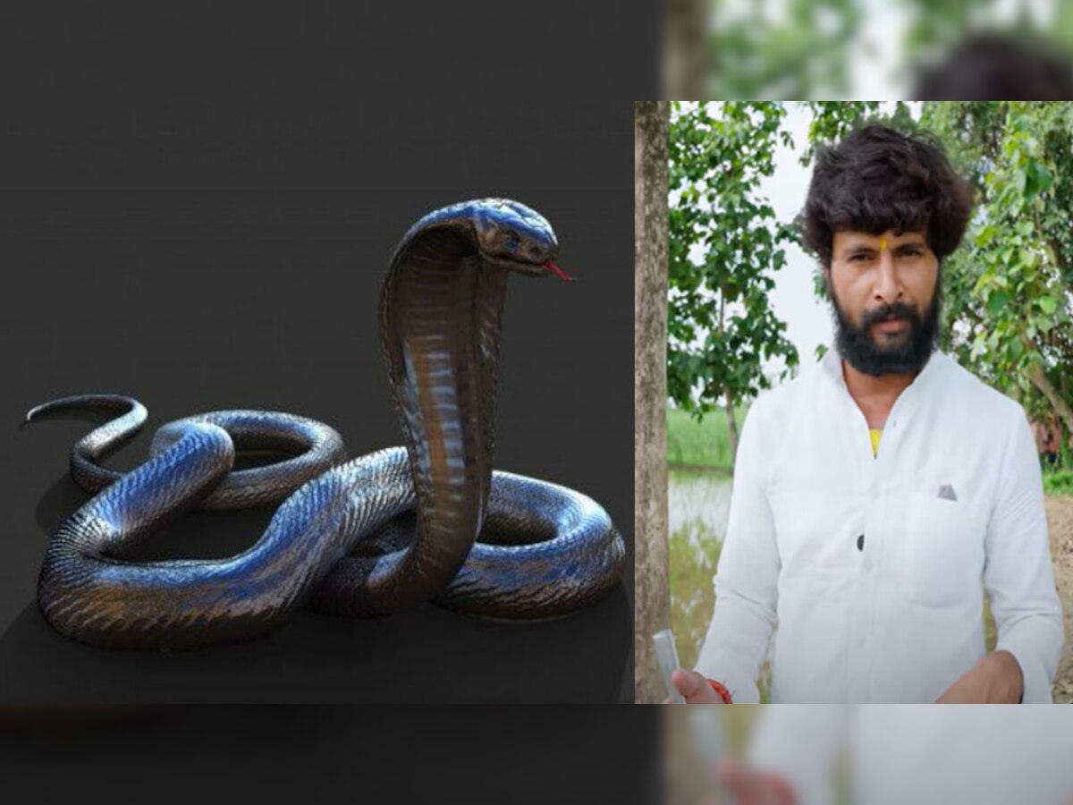 Snake Rescue: खाली हाथ जहरीले सांप के सामने खड़ा हो गया ये शख्स और फिर..., देखें वायरल Video