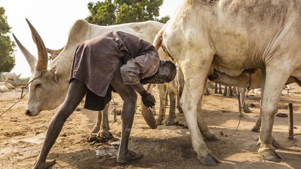 mundari tribe cow love sleep eat with cattle bath in cow urine photos ...