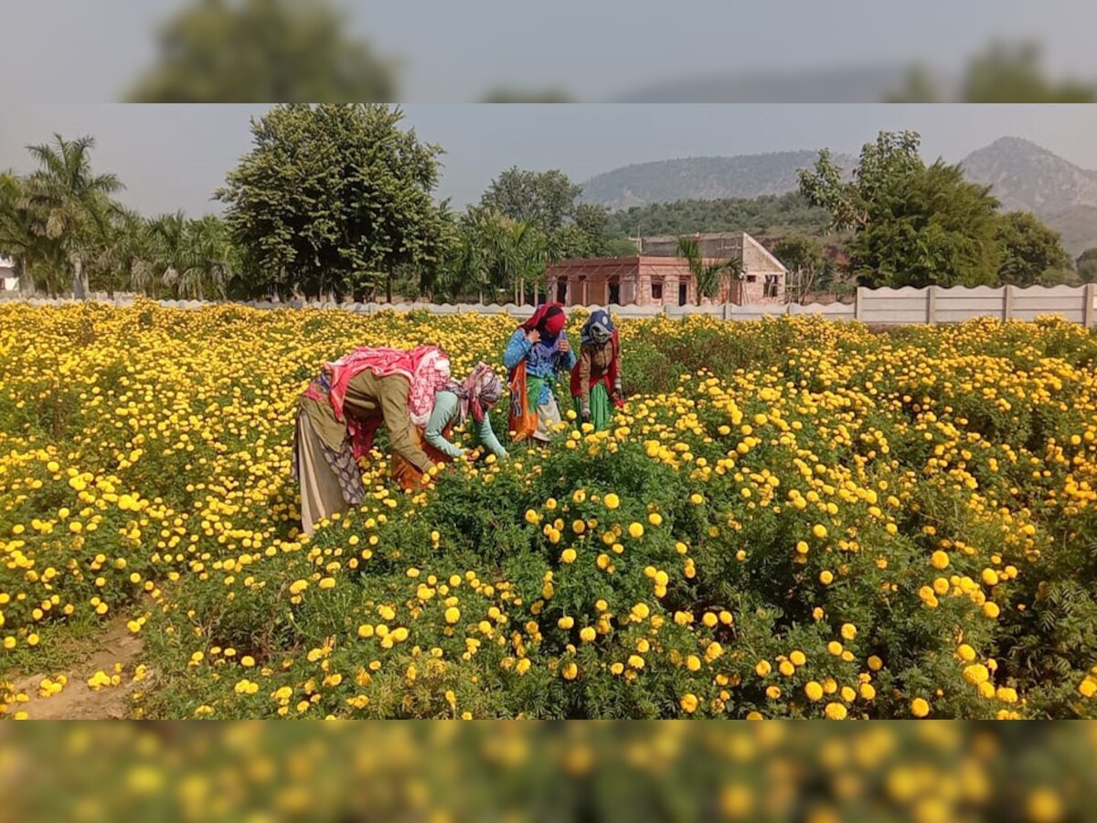 अलवर के फूलों की महक से गुलजार हो रहे दिल्ली के बाजार, डिमांड अधिक होनें से खिले किसानों के चेहरे